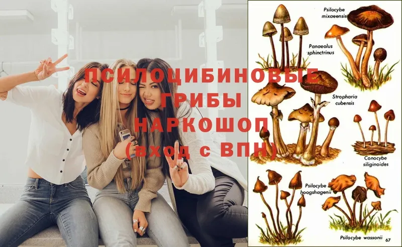 Псилоцибиновые грибы MAGIC MUSHROOMS  как найти закладки  Орехово-Зуево 